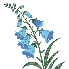 foxglove blue flower on white background  © MOHAMMADRIPON