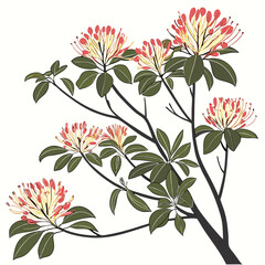 fothergilla major on white background 