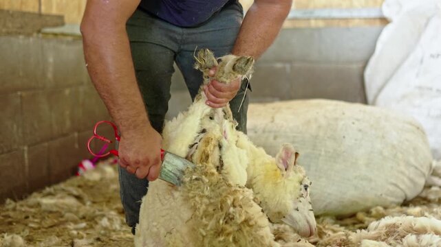 Farmer shearing sheep wool with manual clippers
