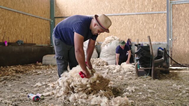 Professional sheep shearer manually cutting raw wool fleece