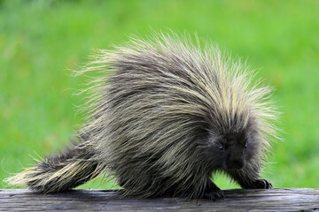 A North American porcupine (Erethizon dorsatum) walks on a log.