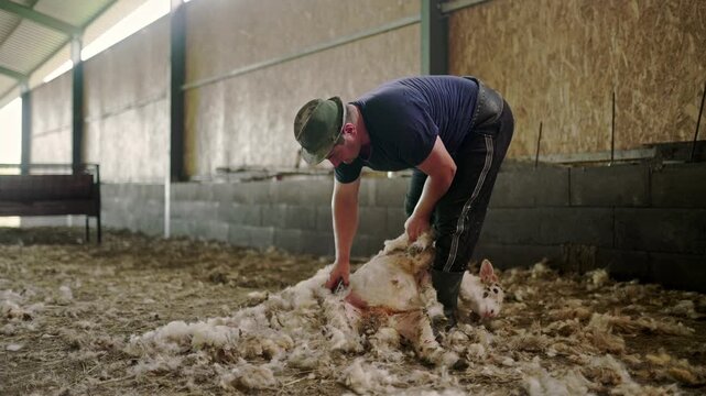 Professional male farmer shearing a sheep's wool inside a barn