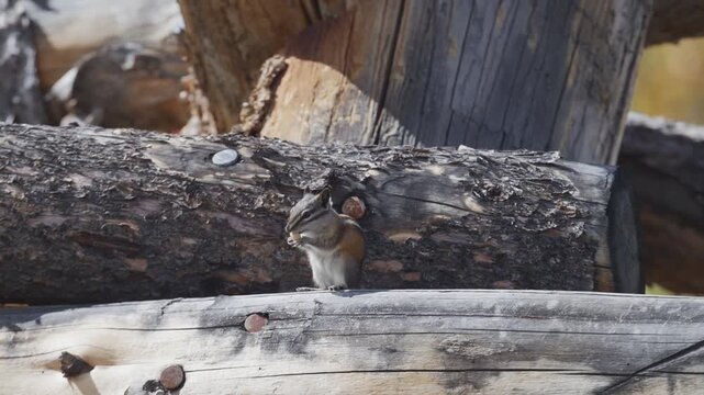 Chipmunk eating nuts on a fence