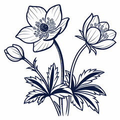 flannel actinotus helianthi with leaves