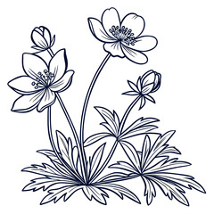 flannel actinotus helianthi vector