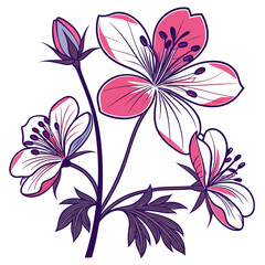 flannel actinotus helianthi on white background 