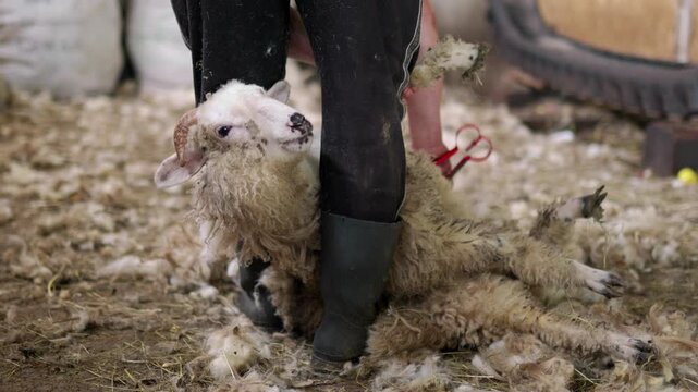 Farmer manually shearing a sheep&rsquo;s wool with hand shears inside a rustic barn, while the sheep looks directly at the camera