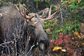 A young bull moose (Alces alces gigas) on a fall day in Alaska's boreal forest.