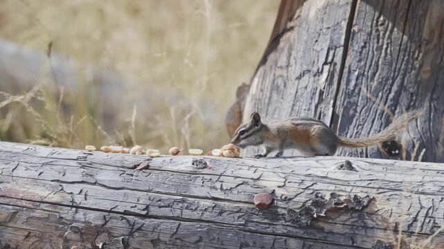 Least Chipmunk eating peanuts on a wooden fence log