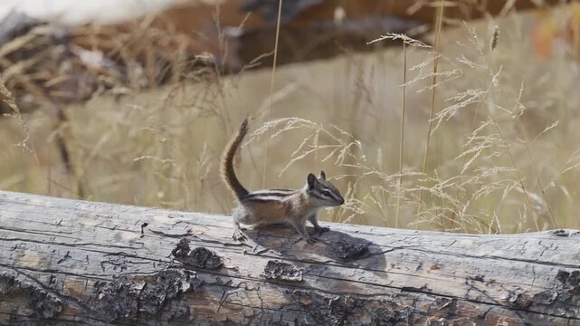 Chipmunk stands, alerts then runs on fence in slow motion