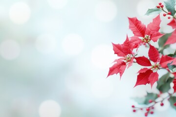Crimson Poinsettia: A stunning close-up shot of a vibrant poinsettia plant, its striking red bracts and delicate green leaves providing a beautiful contrast against a soft, out-of-focus backdrop.