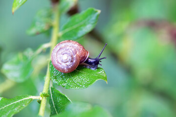 Draparnauds glass snail, Oxychilus draparnaudi