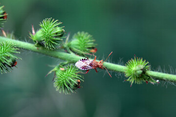 The scentless plant bug Rhopalus subrufus