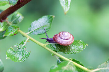 Draparnauds glass snail, Oxychilus draparnaudi