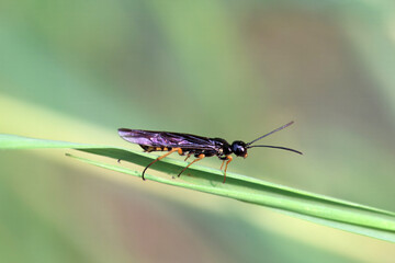 The stem sawfly Calameuta filiformis