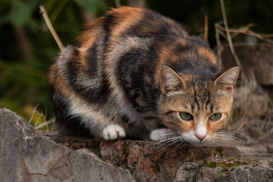 Curious orange calico tabby moggy domestic outdoor cat, on the old brick wall, close up