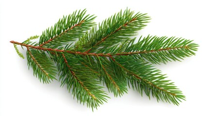Vibrant green pine branch with sharp needles, symbolizing nature and the festive season.