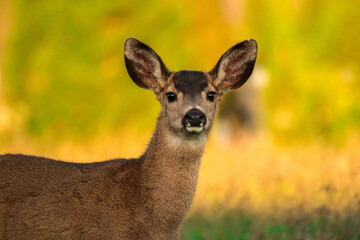 Mule Deer