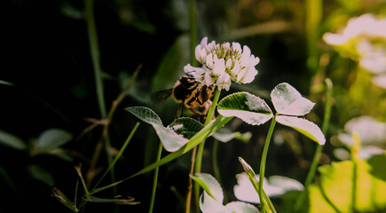 Bee collecting nectar on a white clover flower with moody lighting and shallow depth of field — pollinator and nature macro.  © hamza