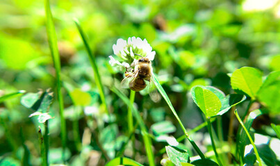 Bee perched on a clover blossom in a sunlit meadow with vibrant green bokeh — macro pollinator and summer nature scene.