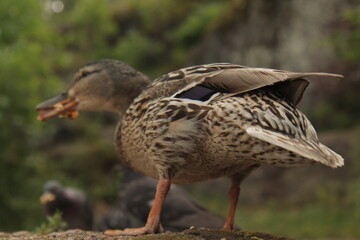 Wild duck standing on forest rock