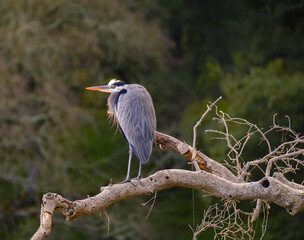 great blue heron