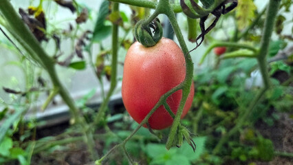 Ripe pink tomato on vine in lush vegetable garden