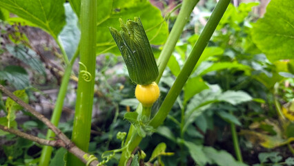 Abundant vegetable garden with squash blossoms and green foliage. Cucurbita. Pumpkin blossom