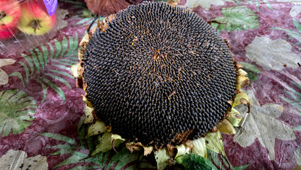 Close-up of harvested sunflower seed head on patterned tablecloth. Helianthus annuus