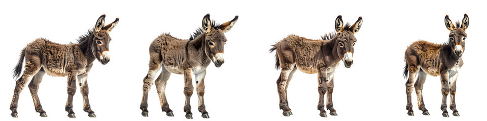 Four detailed antique bronze donkey sculptures standing in a row isolated on transparent background