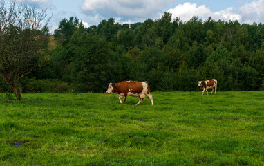 Obraz premium Brown and white dairy cows stroll across a grassy field bordered by dense forest under a bright summer sky, symbolizing organic farming, sustainability, and peaceful rural life.