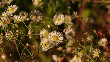 Przymiotno białe zwane także jako zimotrwał pospolity  - roślina z rodziny astrowatych. 