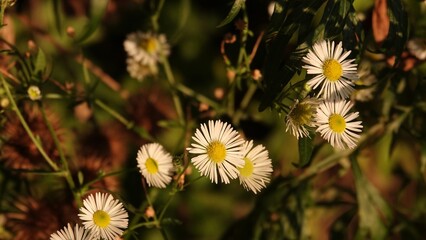 Przymiotno białe zwane także jako zimotrwał pospolity  - roślina z rodziny astrowatych.  © tomo81