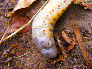 White larva of a scarab beetle lying exposed on damp forest soil