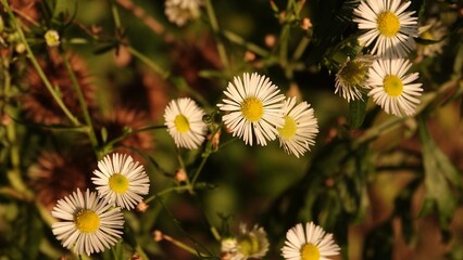 Przymiotno białe zwane także jako zimotrwał pospolity  - roślina z rodziny astrowatych.  © tomo81