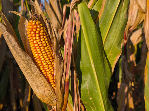 A bright yellow corn cob in the field