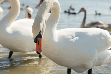 white wild beautiful swan posing in lake at sunny day. close up