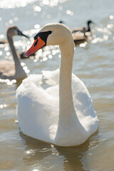 white wild beautiful swan posing in lake at sunny day. close up
