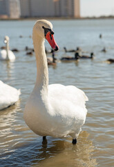 white beautiful swan posing in lake at sunny day. close up