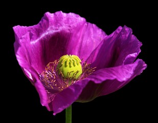 opium poppy purple flower papaver somniferum isolated