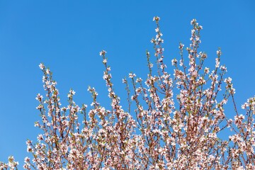 Almond orchard, blossoming pink almond orchard branch
