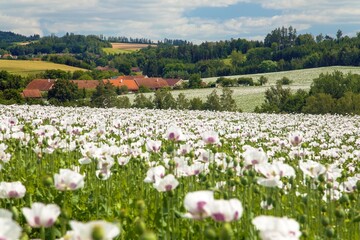 flowering opium poppy field in Latin papaver somniferum
