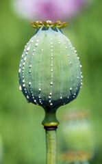opium poppy papaver somniferum head drops opium milk