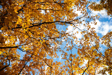 Branches of trees with yellow autumn leaves against a blue sky with clouds on a sunny day