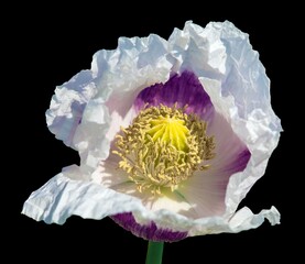 opium poppy white flower papaver somniferum isolated