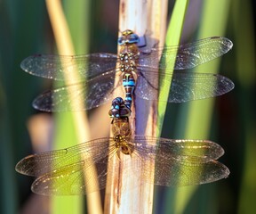 Migrant hawker dragonfly in latin Aeshna mixta