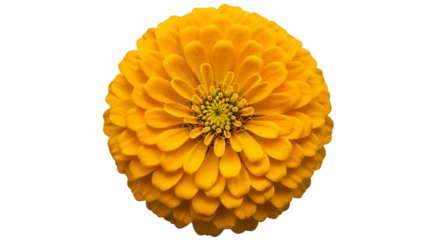 Selbstklebende Fototapeten Dahlie A bright yellow dahlia flower isolated on transparent background  © KHADIZA