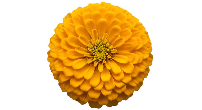 A bright yellow dahlia flower isolated on transparent background