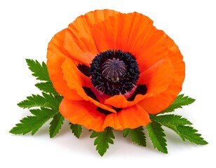 Vivid orange poppy flower on white background