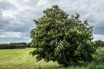 flowering chestnut tree by the river Oude Ijssel in spring